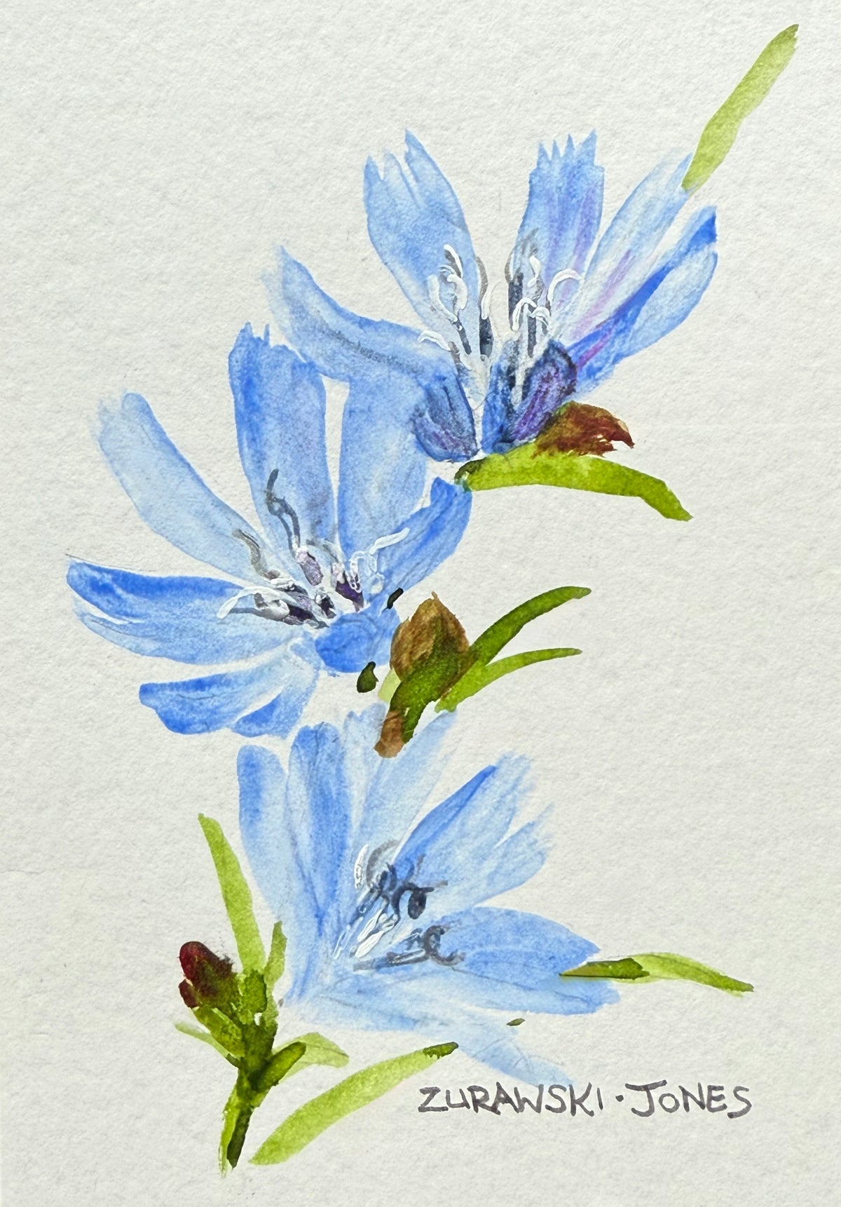 "Chicory" watercolor
